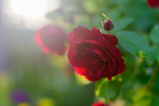 Bright red roses in a rustic garden on a sunset background. Shallow depth of field.