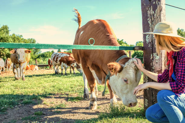 A beautiful woman on a farm feeds the cattle