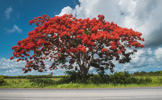Flamboyant tree at the road side with outdoor sun lighting.