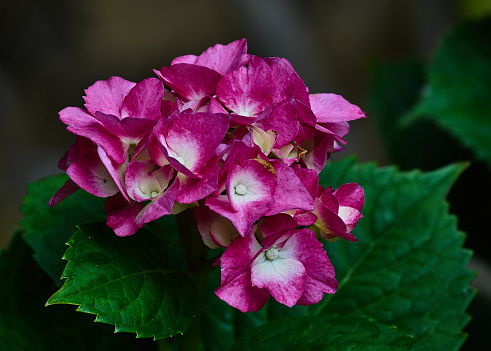 Close Up Of  Hydrangea Flower On Rainy day