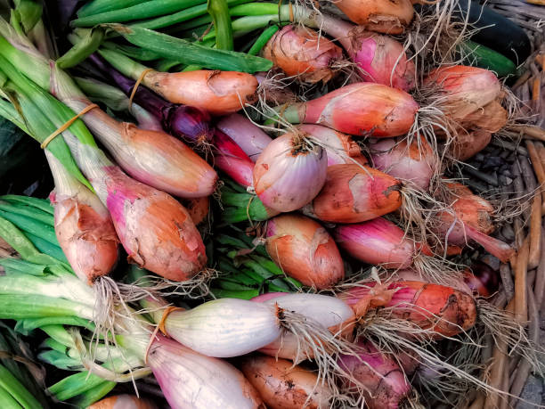 istock Harvesting of shallots 1257447680
