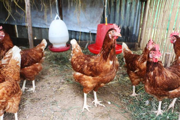 Hens in the hen house. Chicken on a farmer's farm. stock photo