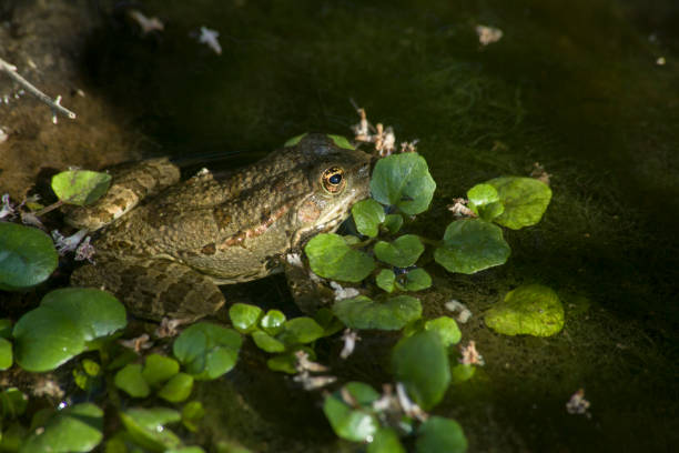 istock Frog Half Hiden in the Water 1257448772