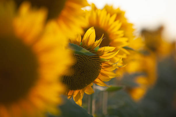 istock Young sunflowers field at sunset 1257449869