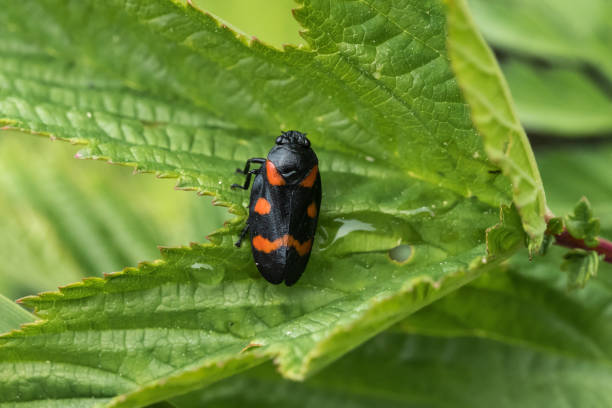 istock Close up view of Cercopis sanguinolenta perched on a green leaf 1257449921