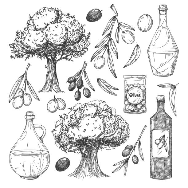 Olive oil production sketches set Olive oil production sketches set. Isolated flat olive tree, branch, leaves, bottles with oil, olives in jar icon collection. Vector organic food production vintage illustration vector food branch twig stock illustrations