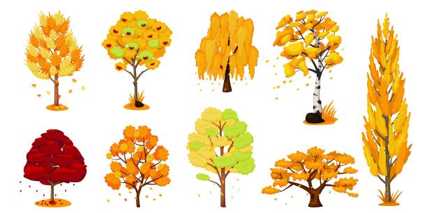 Autumn trees set. Isolated oak, birch, maple tree Autumn trees set. Isolated oak, birch, maple tree plant with yellow and orange fall foliage leaves icon collection. Vector autumn season forest nature and environment illustration birch group gold stock illustrations