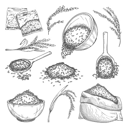 Rice sketch. Isolated sacks with grain, seeds in bowl, cereal in plastic bags, plant ears, rice crop in scoop icon collection. Flat vector healthy food sketch. Agriculture and harvest concept