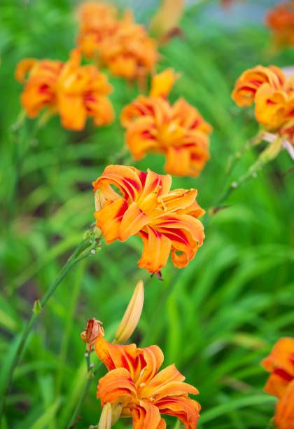 DayLily patch a patch of Tiger Lilies in a garden day lily stock pictures, royalty-free photos & images