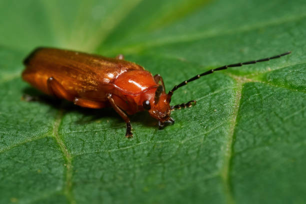 Common red soldier beetle (Rhagonycha fulva) Common red soldier beetle in its natural enviroment rhagonycha fulva stock pictures, royalty-free photos & images