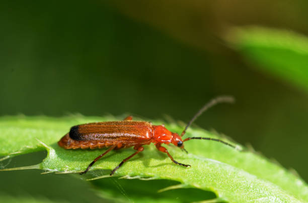 istock The red beetle is crawling along the stem. 1257452127