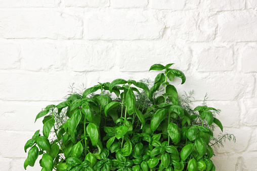 Fresh basil in a plastic pot. Kitchen garden on a white table, brick wall. Copy space for text