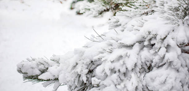 istock A large pine branch covered with snow. 1257453105