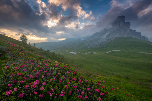 rhododendrons in bloom at Passo Giau at sunset with mount nuvolao on the background , Dolomites Italy
