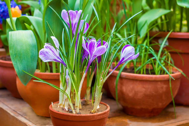 istock Purple crocuses in a clay pot. 1257453481