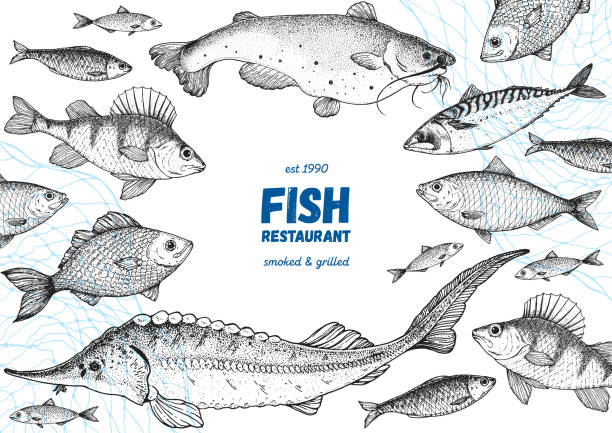 Fish sketch collection. Hand drawn vector illustration. Seafood frame vector illustration. Food menu illustration. Hand drawn perch, mackerel, sturgeon, catfish. Engraved style. Sea and river fish Fish sketch collection. Hand drawn vector illustration. Seafood frame vector illustration. Food menu illustration. Hand drawn perch, mackerel, sturgeon, catfish. Engraved style. Sea and river fish alev stock illustrations
