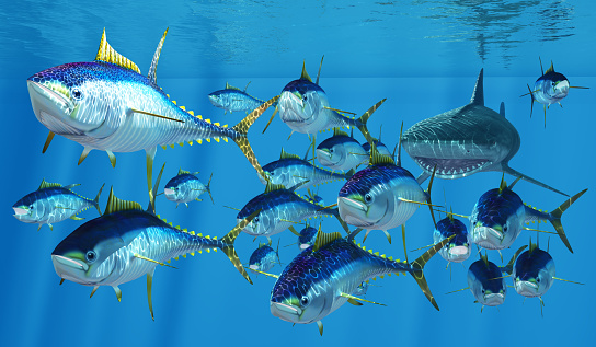 Yellowfin Tuna swim like torpedoes to get away from a Tiger Shark pursuing them in the vast ocean.