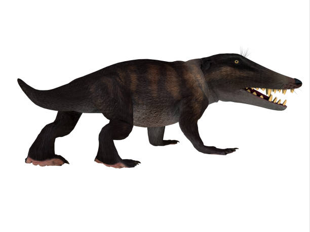 Ambulocetus Walking Whale Ambulocetus was the primitive otter-like ancestor of the whale and lived in Pakistan and India during the Eocene Period. cetacea stock pictures, royalty-free photos & images