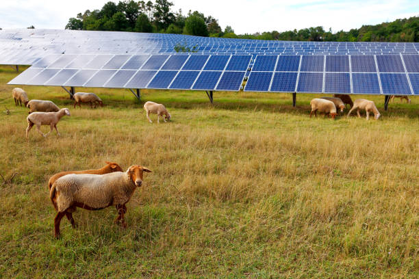 solarkraftwerk mit schafen - lamb rural scene sheep field stock-fotos und bilder