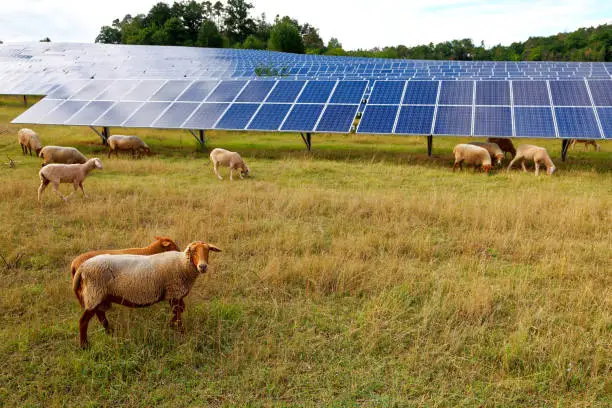 solar panels with grazing sheep