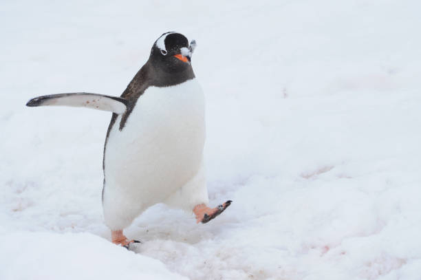 istock Gentoo Penguin (Pygoscelis papua) - the fastest underwater swimmers 1257454631