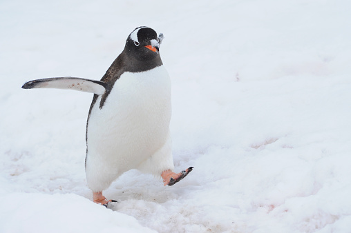The gentoo penguin is easily recognised by the wide white stripe extending like a bonnet across the top of its head and its bright orange-red bill. It has pale whitish-pink webbed feet and a fairly long tail – the most prominent tail of all penguin species.