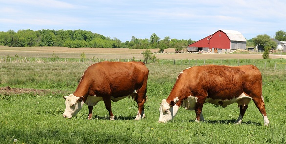 A couple Hereford cows grazing side by side in the pasture field with red barn in background