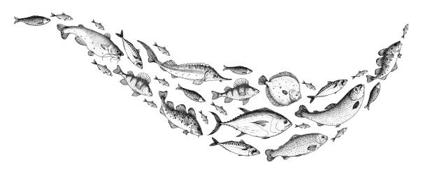 illustrazioni stock, clip art, cartoni animati e icone di tendenza di collezione di schizzi di pesce. illustrazione vettoriale disegnata a mano. scuola di illustrazione vettoriale del pesce. illustrazione del menu del cibo. set di pesci disegnati a mano. stile inciso. pesce di mare e di fiume - market fish mackerel saltwater fish