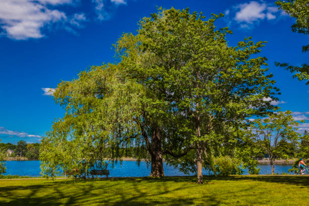 istock Along the Rideau Canal 1257455642