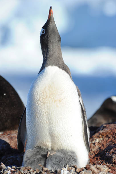 istock Gentoo Penguin Chicks (Pygoscelis papua) - the fastest underwater swimmers 1257457671