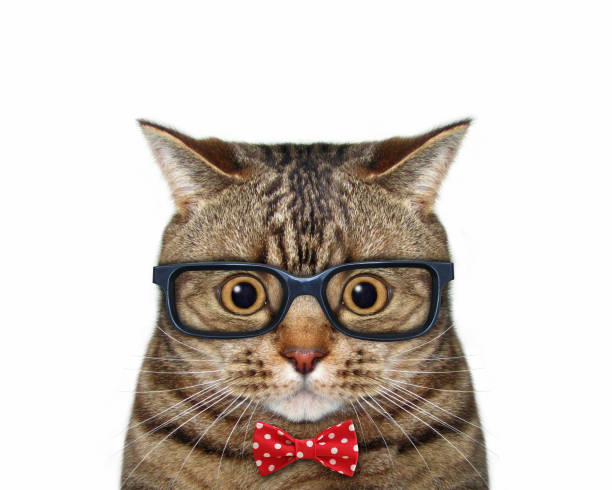 istock Cat wears bow tie and glasses 1257457802