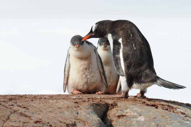 istock Gentoo Penguin (Pygoscelis papua) - the fastest underwater swimmers 1257457825