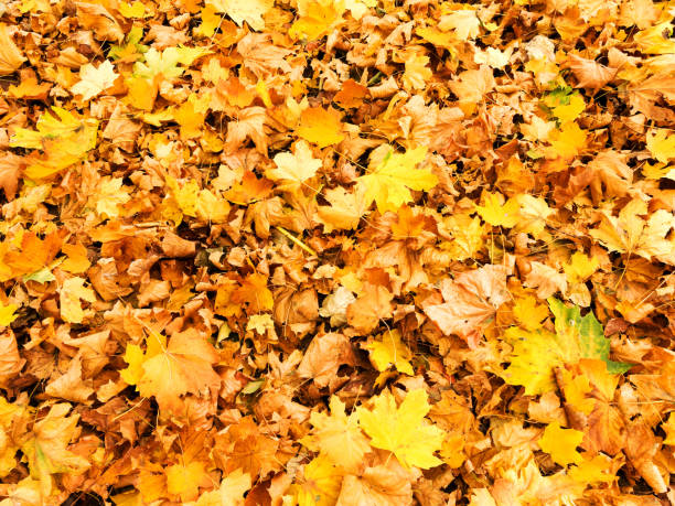 istock Background group autumn yellow leaves, selective focus, as a background for your project. 1257457956