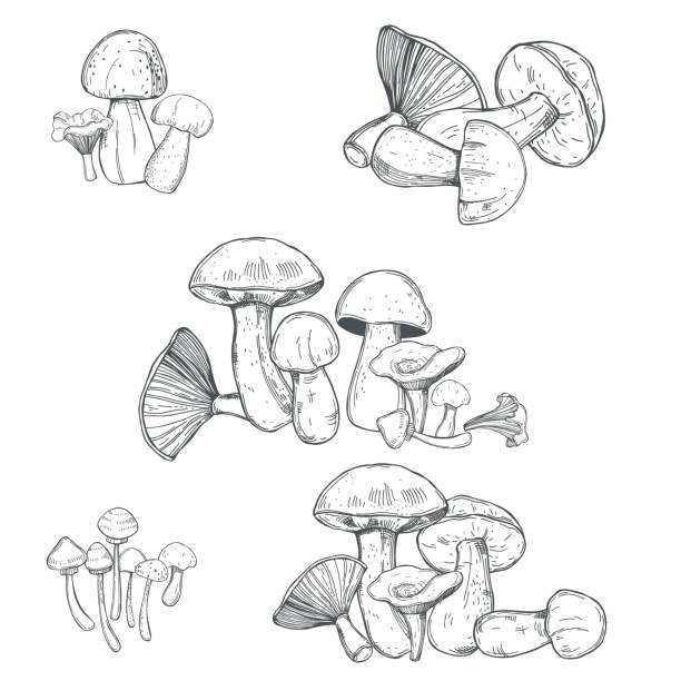 illustrazioni stock, clip art, cartoni animati e icone di tendenza di funghi disegnati a mano.   illustrazione vettoriale. - fungo