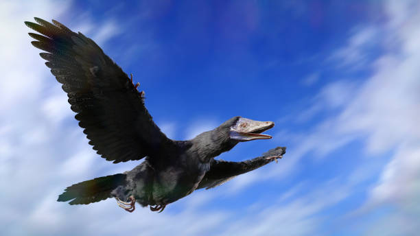 archaeopteryx, dinosaurio parecido a un pájaro volando por el cielo - paleobiology fotografías e imágenes de stock