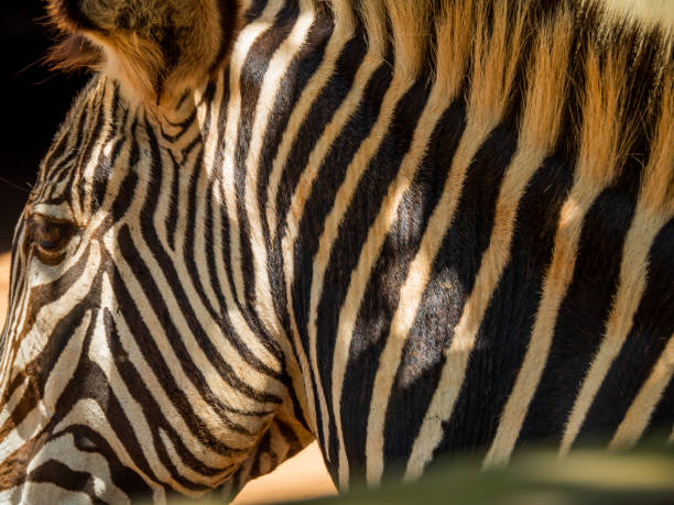 istock close-up of a zebra's bee 1257459455