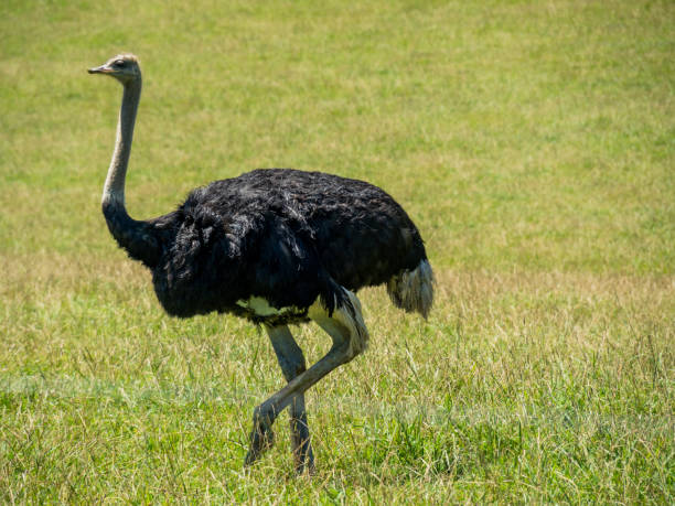 istock ostrich in a meadow walking 1257459505