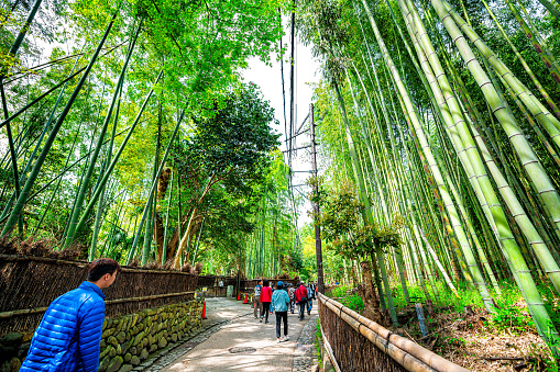 Kyoto, Japan - April 12, 2019: Famous Sagano Arashiyama bamboo forest grove park with people tourists wide angle view on spring day with green foliage color