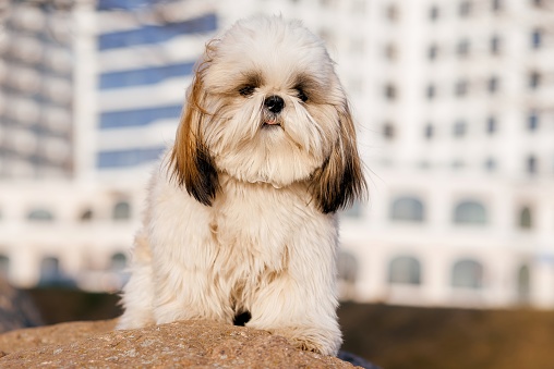 A dog sitting in front of a building on stone . High quality photo