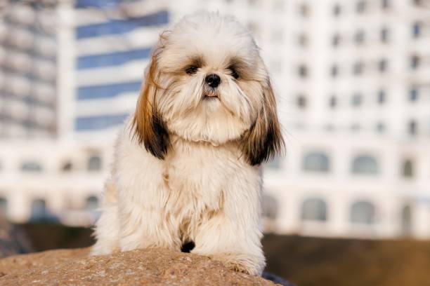 A dog sitting in front of a building on stone A dog sitting in front of a building on stone . High quality photo coton de tulear stock pictures, royalty-free photos & images