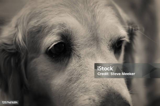 Nala Contemplating Stock Photo - Download Image Now - Animal, Animal Body Part, Animal Eye