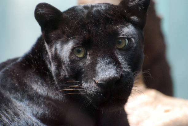 istock Beautiful Black Panther Cat 1257461995