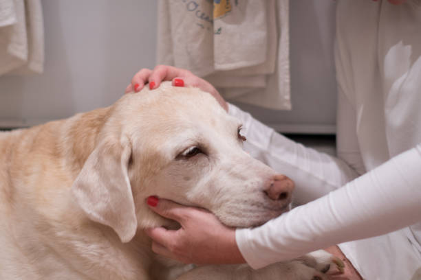 istock Yellow Lab gets some head pats 1257463107