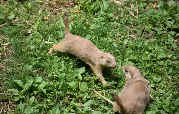 Two black tailed prairie dogs playing in weeds.