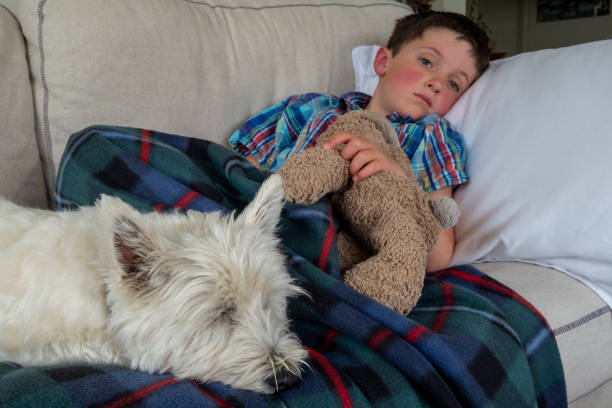 A sick young boy resting on a sofa with his family dog A sick young boy with a temperature, resting on a pale fabric sofa. He is wearing a checked shirt and has a tartan blanket covering him. He is propped up with a white cotton pillow, as he rests with his favourite toy rabbit and a family West Highland terrier pet for company and comfort. His cheeks are flushed and he looks tired. rosy cheeks stock pictures, royalty-free photos & images