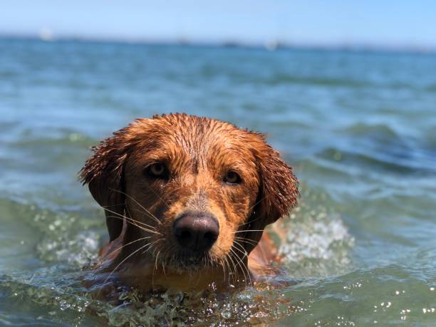 istock 2y/o golden retriever learning how to swim 1257463427