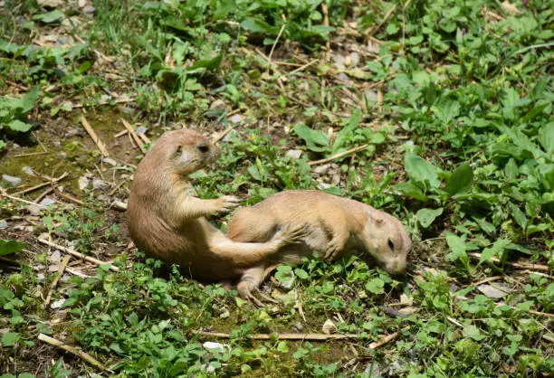 Adorable prairie dog after a brawl with his friend.