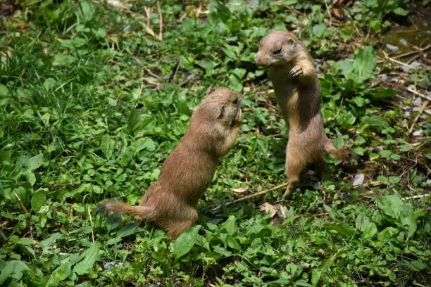 Brawling pair of prairie dogs standing up on their hind legs.