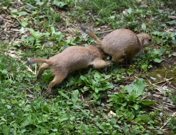 Adorable black tailed prairie dogs chasing each other.