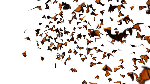 君主蝶の群れ、白い背景に隔離されたダナウスプレキシプス群れ - butterfly monarch butterfly isolated flying ストックフォトと画像